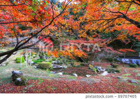 藤生先生魚天堂的紅葉 89707405