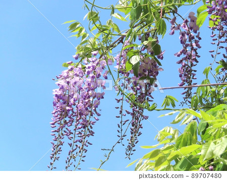 Wisteria flowers  Wisteria flowers 89707480