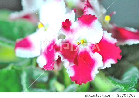 紅色和白色的聖保利亞花 89707705