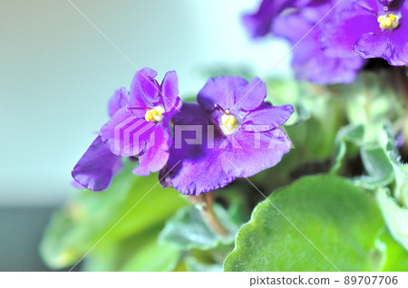 Singaporean flowers Singaporean flowers 89707706