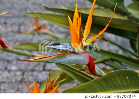 Strelitia (paradise bouquet) 89707874