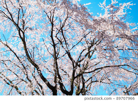  櫻花和藍天 89707966