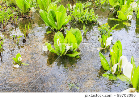 在盛開的池原沼澤新鮮的綠色和臭鼬白菜 89708096