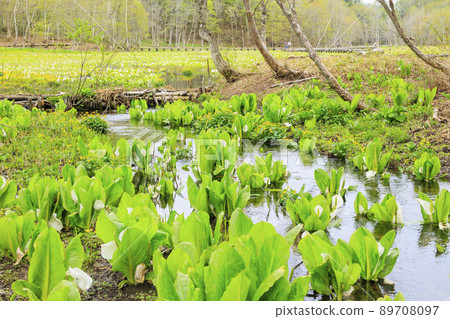 Fresh green and skunk cabbage in full bloom Ikegahara Marsh Fresh green and skunk cabbage in full bloom Ikegahara Marsh 89708097