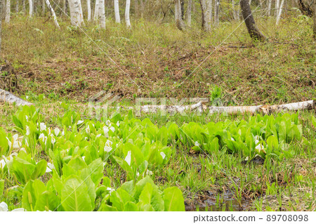 Fresh green and skunk cabbage in full bloom Ikegahara Marsh Fresh green and skunk cabbage in full bloom Ikegahara Marsh 89708098