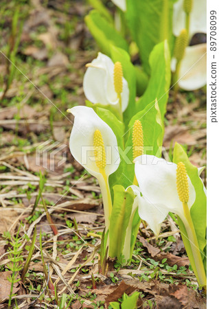 在盛開的池原沼澤新鮮的綠色和臭鼬白菜 在盛開的池原沼澤新鮮的綠色和臭鼬白菜 89708099