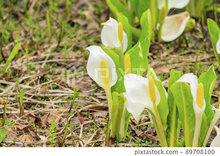 在盛開的池原沼澤新鮮的綠色和臭鼬白菜 89708100