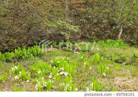 在盛開的池原沼澤新鮮的綠色和臭鼬白菜 89708101