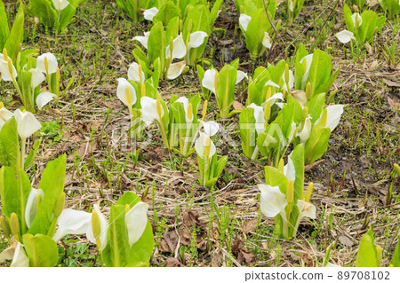 在盛開的池原沼澤新鮮的綠色和臭鼬白菜 89708102