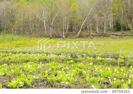 Fresh green and skunk cabbage in full bloom Ikegahara Marsh 89708163