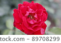 Roses and bees 89708299
