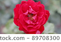 Roses and bees 89708300
