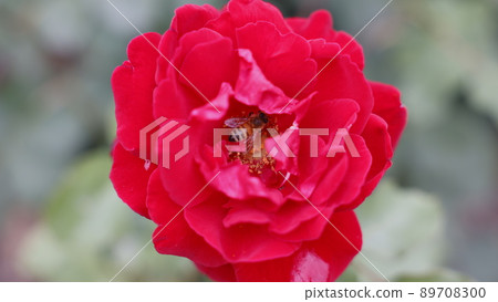 Roses and bees 89708300