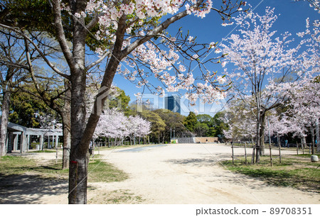 它是羊山公園內的五島電廣場。櫻花盛開，是時候去看櫻花了。請有明亮的氣氛。廣島縣 89708351