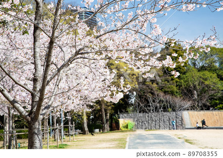 它是羊山公園內的五島電廣場。櫻花盛開,是時候去看櫻花了。請有明亮的氣氛。廣島縣 它是羊山公園內的五島電廣場。櫻花盛開,是時候去看櫻花了。請有明亮的氣氛。廣島縣 89708355