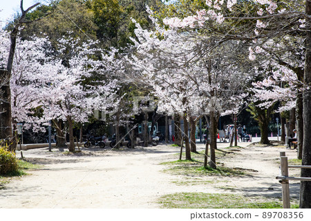 它是羊山公園內的五島電廣場。櫻花盛開,是時候去看櫻花了。請有明亮的氣氛。廣島縣 它是羊山公園內的五島電廣場。櫻花盛開,是時候去看櫻花了。請有明亮的氣氛。廣島縣 89708356