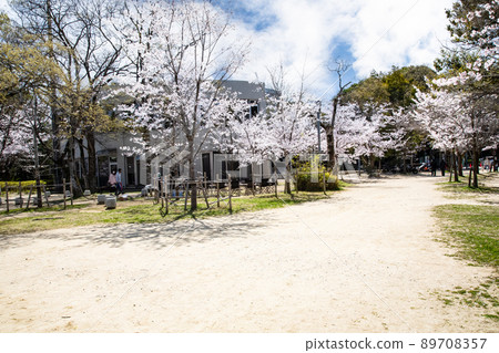 It is the Gotoden Square in Hijiyama Park. The cherry blossoms are in full bloom and it is time to see the cherry blossoms. Please have a bright atmosphere. Hiroshima Prefecture It is the Gotoden Square in Hijiyama Park. The cherry blossoms are in full bloom and it is time to see the cherry blossoms. Please have a bright atmosphere. Hiroshima Prefecture 89708357