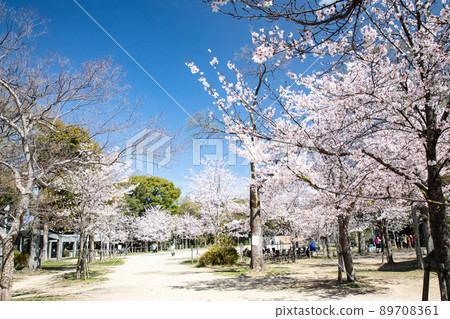 It is the Gotoden Square in Hijiyama Park. The cherry blossoms are in full bloom and it is time to see the cherry blossoms. Please have a bright atmosphere. Hiroshima Prefecture 89708361