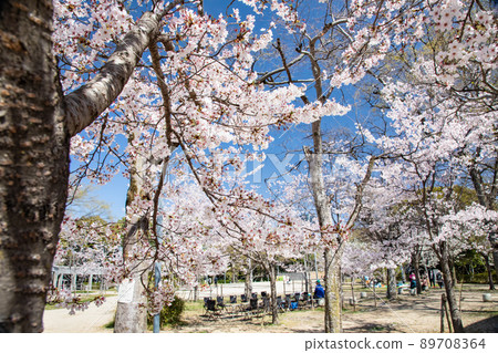 它是羊山公園內的五島電廣場。櫻花盛開，是時候去看櫻花了。請有明亮的氣氛。廣島縣 89708364