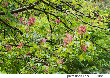Safflower Tochi no Ki in Nanasawa Forest Park Safflower Tochi no Ki in Nanasawa Forest Park 89708455