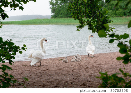 Mother and father swan with their cygnets 89708598