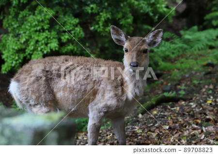 A deer 89708823