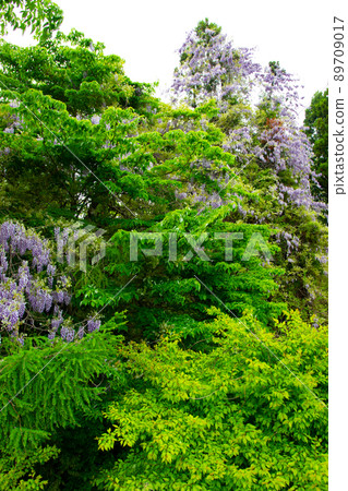 Yamafuji Yamafuji 89709017