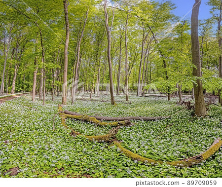 View over a piece of forest with dense growth of white flowering wild garlic in spring 89709059