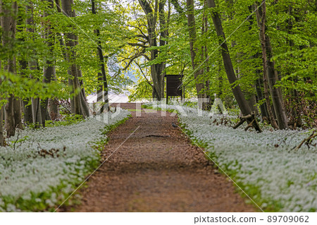 View along a forest path lined with white blooming wild garlic in springtime 89709062