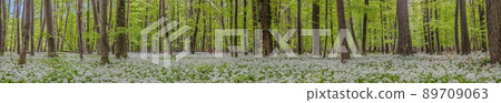 View over a piece of forest with dense growth of white flowering wild garlic in spring 89709063