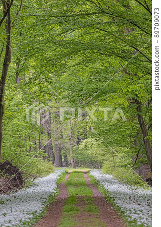 View along a forest path lined with white blooming wild garlic in springtime 89709073