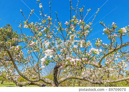 Close up of cherry blossoms in spring against blue sky 89709078