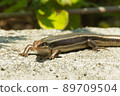 Japanese lizard 89709504