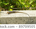 Japanese lizard 89709505