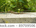 Japanese lizard 89709506