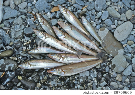 Whitefish was caught Whitefish was caught 89709669