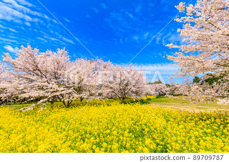 野岳湖畔的櫻花和油菜花[長崎縣大村市] 89709787