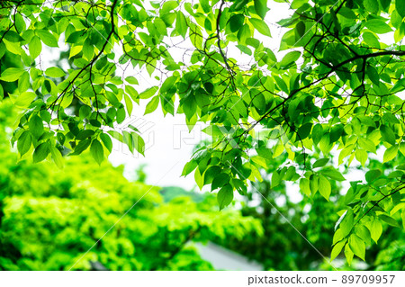 Fukui Katsuyama City Seidaiji Fresh Green 89709957