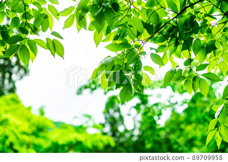 Fukui Katsuyama City Seidaiji Fresh Green 89709958