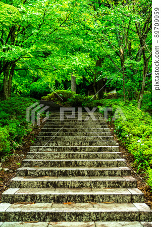 Fukui Katsuyama City Seidaiji Fresh Green 89709959