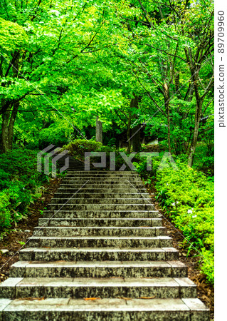 Fukui Katsuyama City Seidaiji Fresh Green 89709960