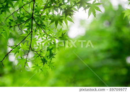 Fukui Katsuyama City Seidaiji Fresh Green 89709977