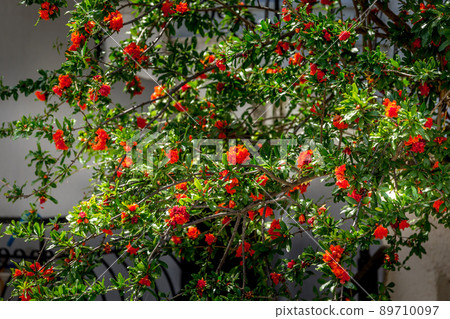 Pomegranate flower tree blossom, green foliage Pomegranate flower tree blossom, green foliage 89710097