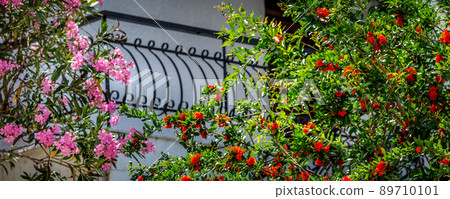Pomegranate tree blossom and Oleander pink flowers 89710101