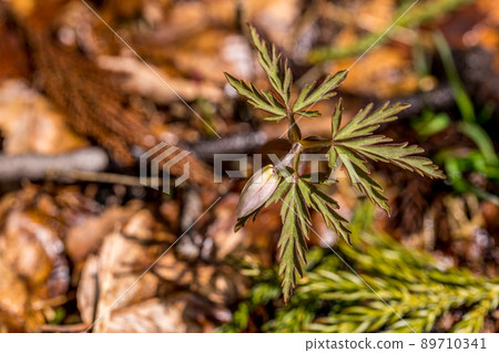 Pretty white flowers blooming in the mountains Pretty white flowers blooming in the mountains 89710341