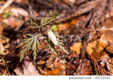Pretty white flowers blooming in the mountains 89710342