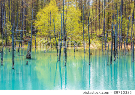Fresh green blue pond Fresh green blue pond 89710385