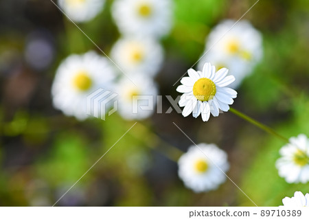 德國洋甘菊 89710389