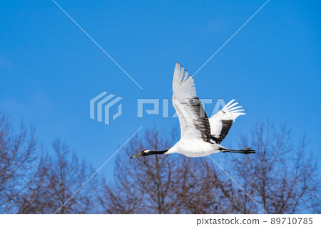 [Hokkaido] Red-crowned crane flying against the blue sky 89710785