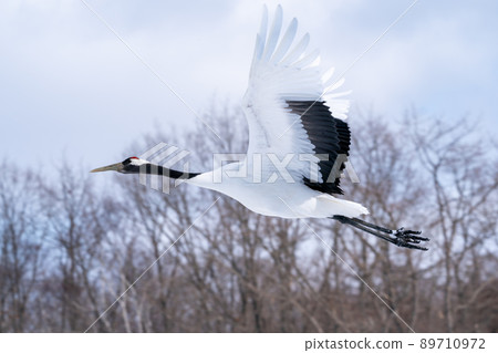 [北海道]飛天鶴 89710972